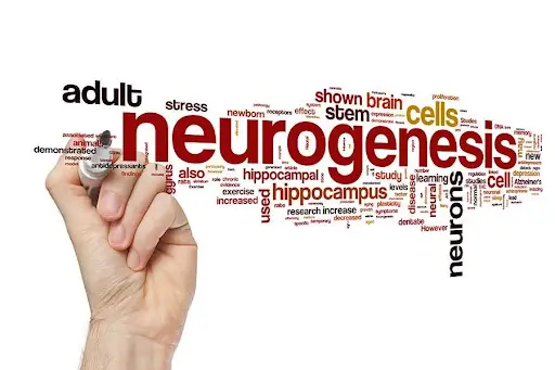 neurogenesis text